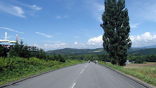 ケンとメリーの木